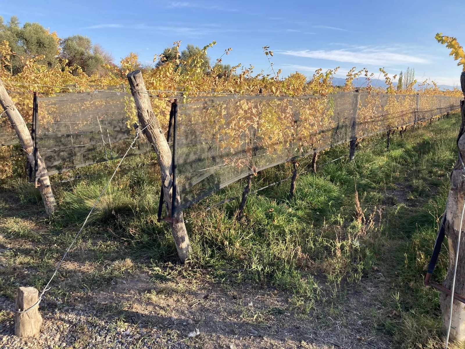 Vi&ntilde;edo mendocino en oto&ntilde;o bajo red antigranizo